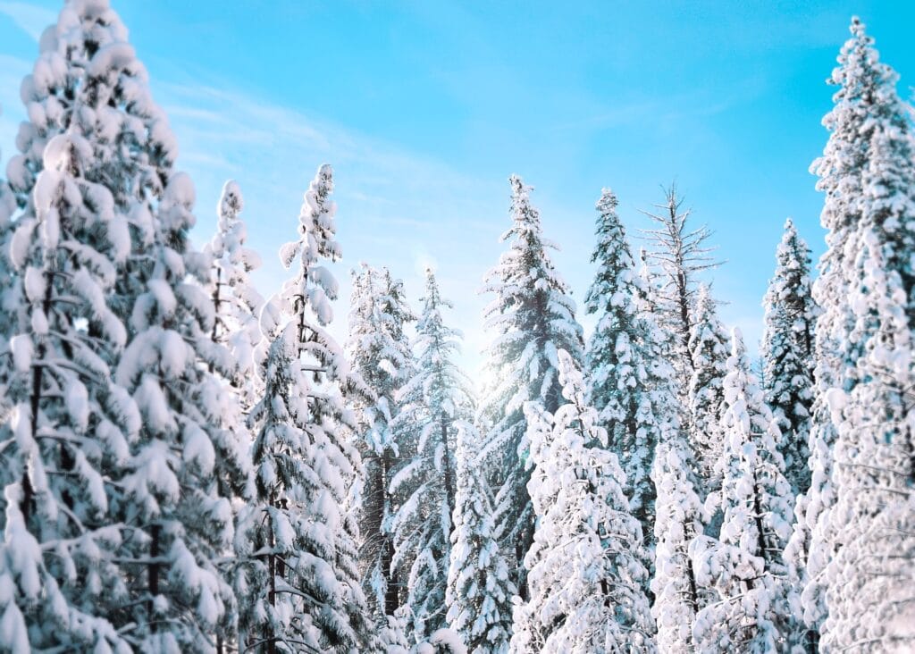 25 Pros and Cons of Living in New Hampshire in 2024 7 Large pine trees covered in snow under a clear blue sky. The weather events in New Hampshire are considered extreme which is one thing you should consider before moving to the state.