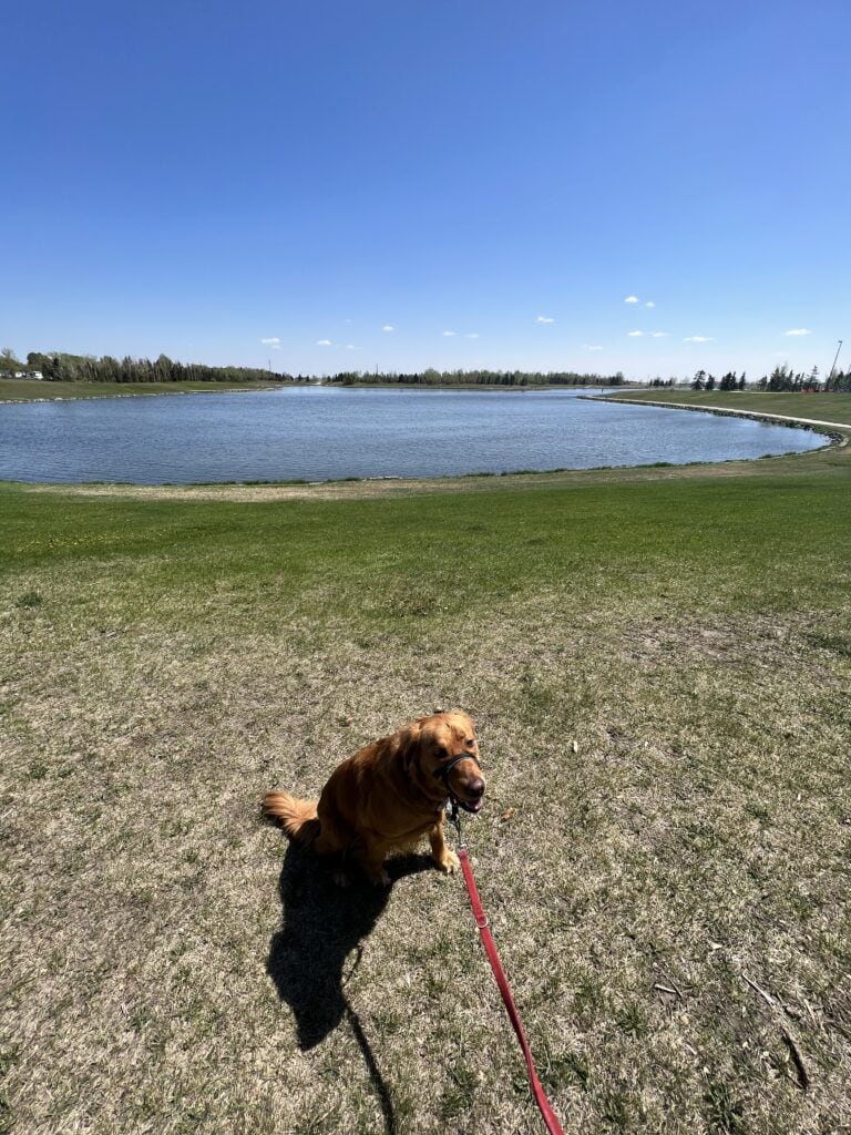 15 Pros and Cons of Living in Calgary: Ultimate 2024 Guide 1 Theo, my golden retriever, sitting on the grass beside a lake hike in Calgary when we lived there
