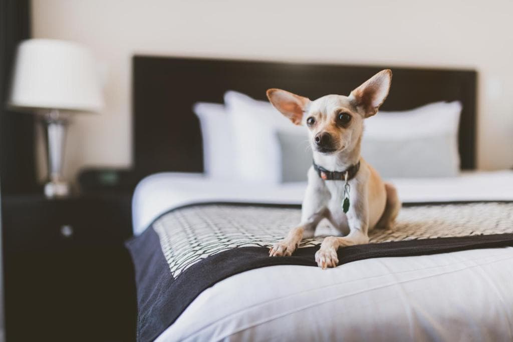 A chihuahua sitting on top of a large bed with wooden headboard and with a bedside able and lamp beside the bed. This is in Hotel Rialto, Victoria.