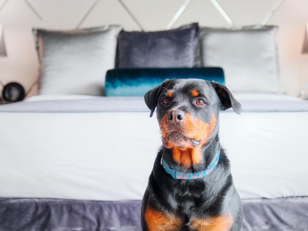23 Best Vancouver Hotels with Balconies (A Local’s Guide) 12 A German Shepherd dog in front of a bed. This is in Paradox Hotel, one of the Vancouver hotels with balconies.