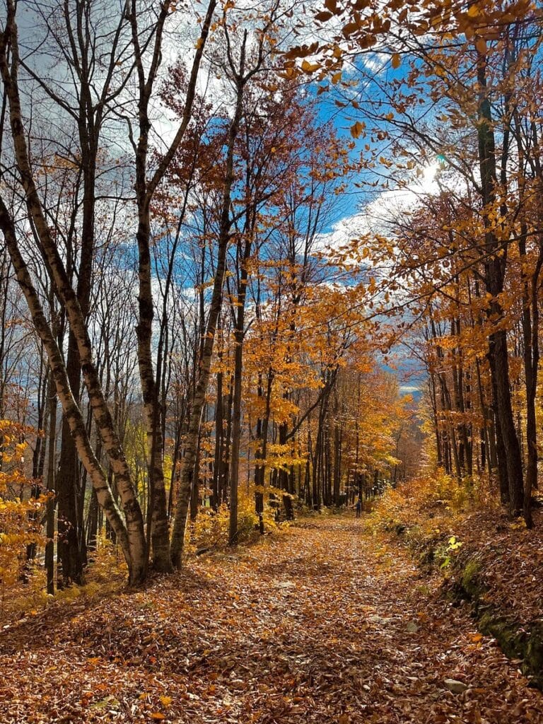 Why This World Traveler Chose to Live in Vermont Over All Other Places (Including Alaska!) 7 A trail at Knoll Farm in Vermont is showered by a carpet of golden leaves in late fall. It is a sunny day and the bright blue sky can be seen through bare branches and the remaining orange leaves on the trees. Everything glows from the intense sunshine and vibrant burnt umber fall foliage.