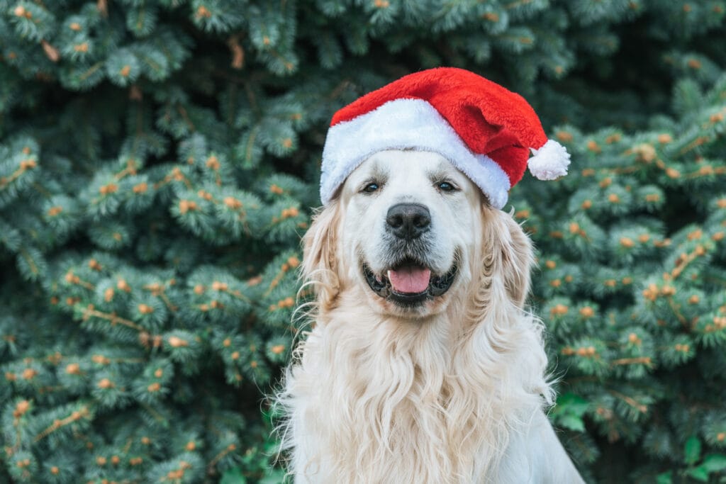 These 5 Christmas Tree Farms Near Toronto Are Dog Friendly 4 Depositphotos 220243310 XL