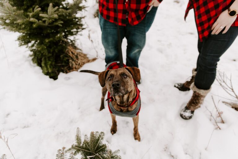 These 5 Christmas Tree Farms Near Toronto Are Dog Friendly 5 short-coated brindle dog near the plant