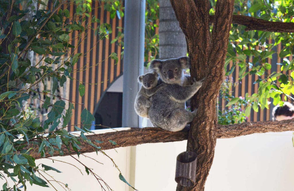 Discover the Underrated Australian City That Boosted One Local's Health and Happiness 6 lone pine koala sanctuary