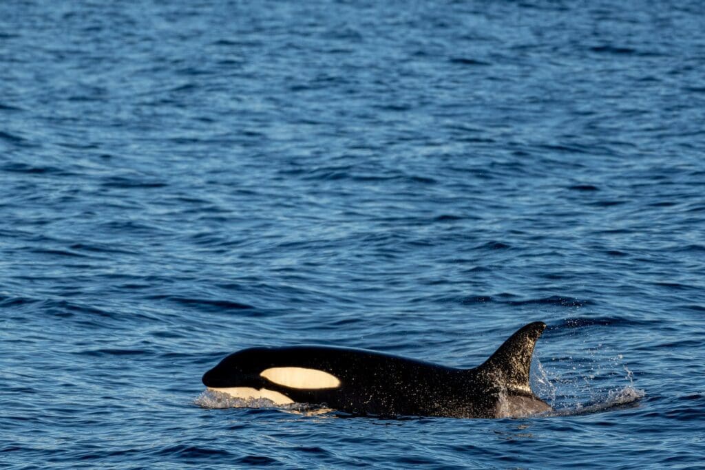 9 Best Whale Watching Tours in Newfoundland 2024 6 A Killer Whale in the Sea in Newfoundland.