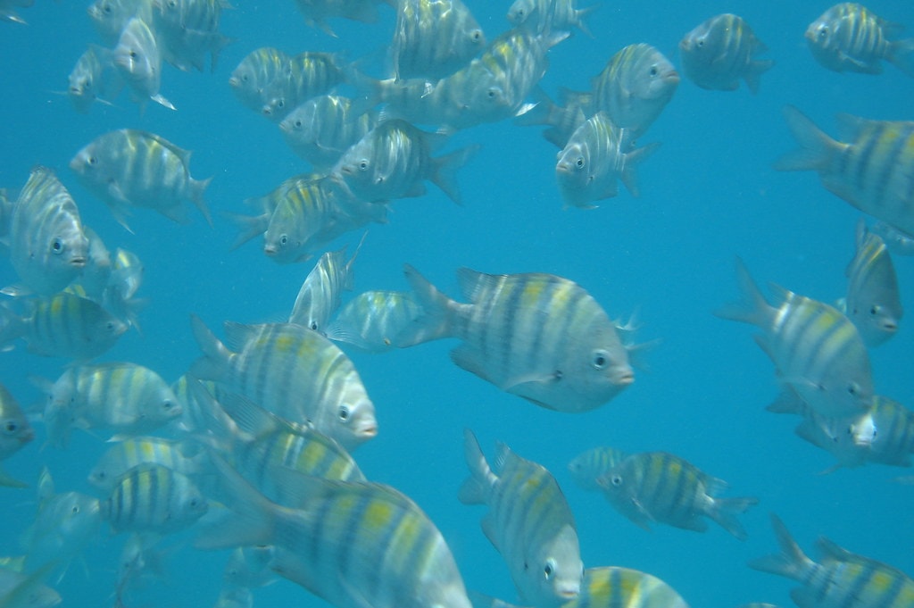17 Best Snorkeling Tours in Puerto Rico in 2024 7 2da5f663 af00 4bbc a671 1f44d6930b24