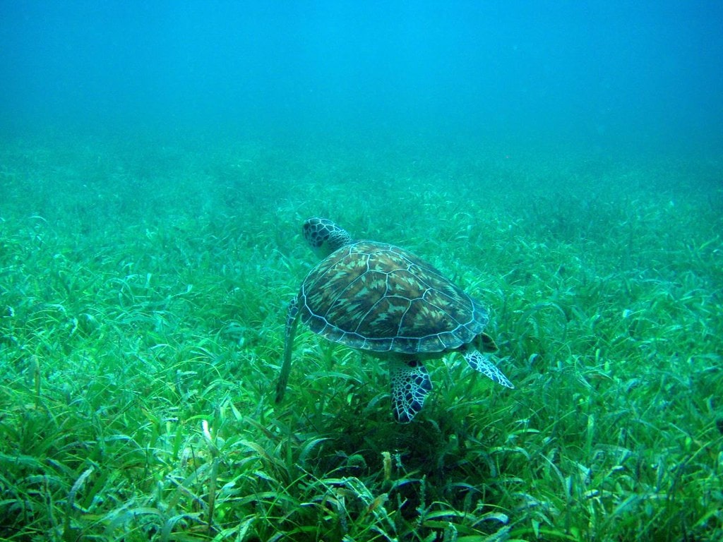 17 Best Snorkeling Tours in Puerto Rico in 2024 5 66dc77e2 5f00 4c47 89e3 16b0dc8c6bc5