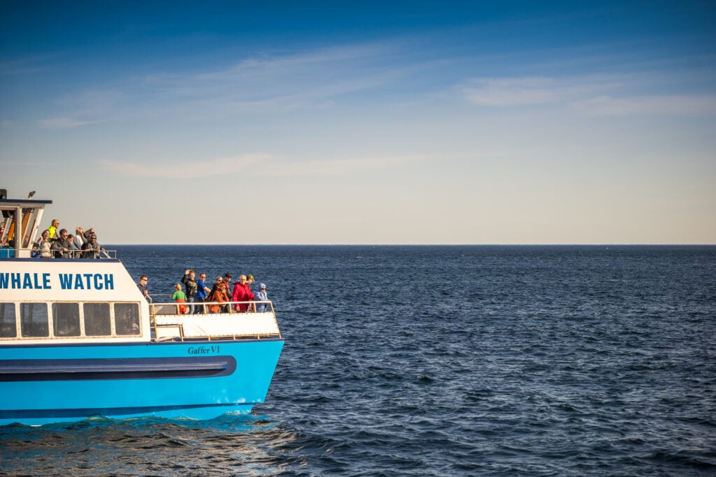 9 Best Whale Watching Tours in Newfoundland 2024 9 Depositphotos 165572746 XL