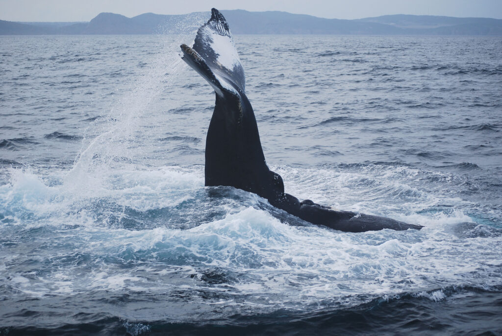 9 Best Whale Watching Tours in Newfoundland 2024 8 Depositphotos 4580386 XL