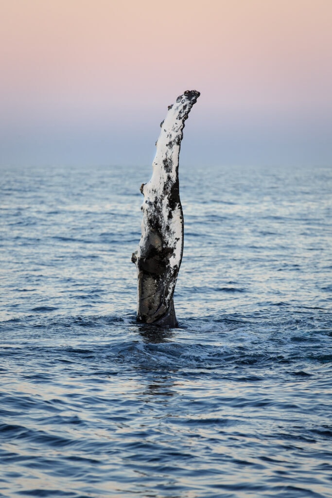 9 Best Whale Watching Tours in Newfoundland 2024 11 Depositphotos 69267379 XL