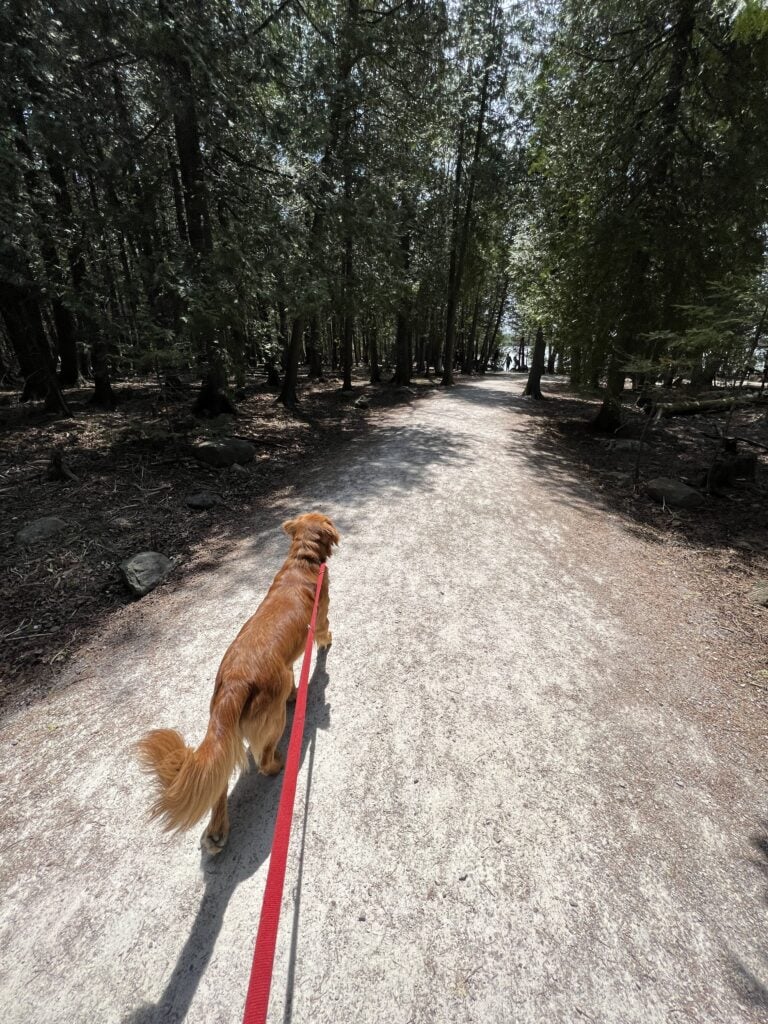 83 Bucket List Canada Things to Do in 2025 from a Canadian 13 Golden retriever on a leash walking down a peaceful, tree-lined trail, reflecting pet-friendly outdoor activities in a Canadian forest setting on the Bruce Trail.