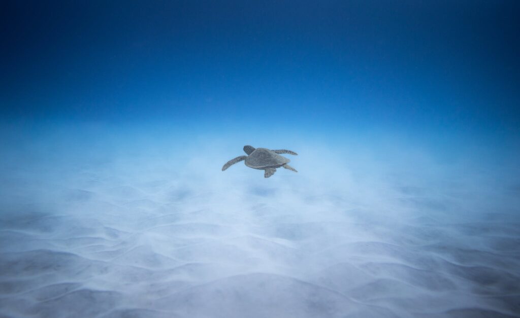 17 Best Snorkeling Tours in Puerto Rico in 2024 13 Adorable marine turtle swimming underwater of blue ocean near sandy bottom in sunlight