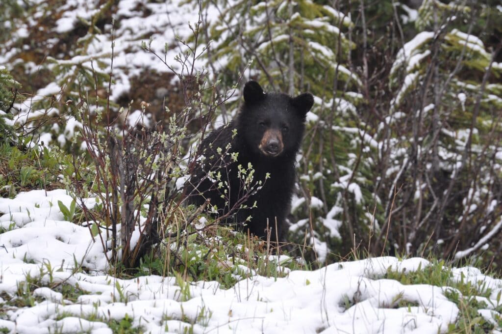 These are the Best Outdoor Adventures Near the US/Canada Border 5 Bear walking in the snowy forest of Banff National Park.