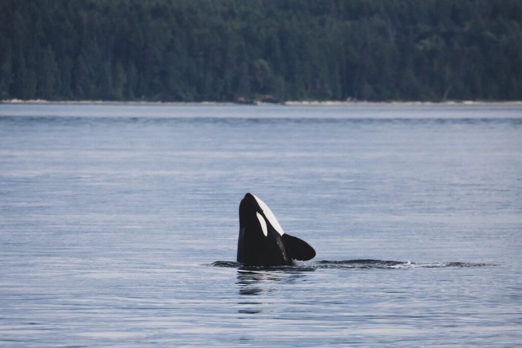 9 Best Whale Watching Tours in Newfoundland 2024 7 Orca in Body of Water in Newfoundland.