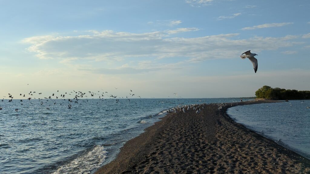 These are the Best Outdoor Adventures Near the US/Canada Border 10 a flock of birds flying over a beach next to the ocean at Point Pelee.