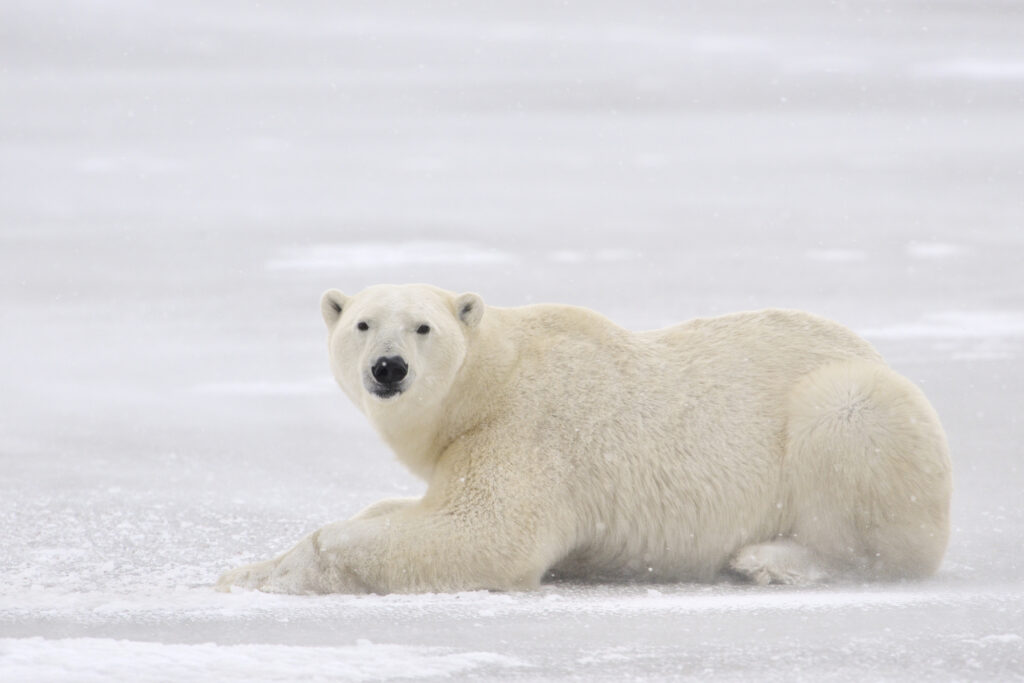 Uncover the Charm of Canada's Small Towns for Winter Travel 4 A polar bear laying on the ice.