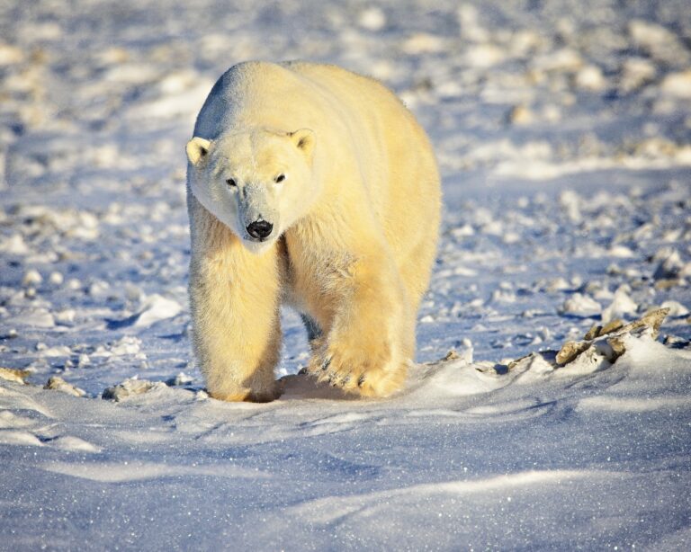 Uncover the Charm of Canada's Small Towns for Winter Travel 3 Uncover the Charm of Canada’s Small Towns for Winter Travel