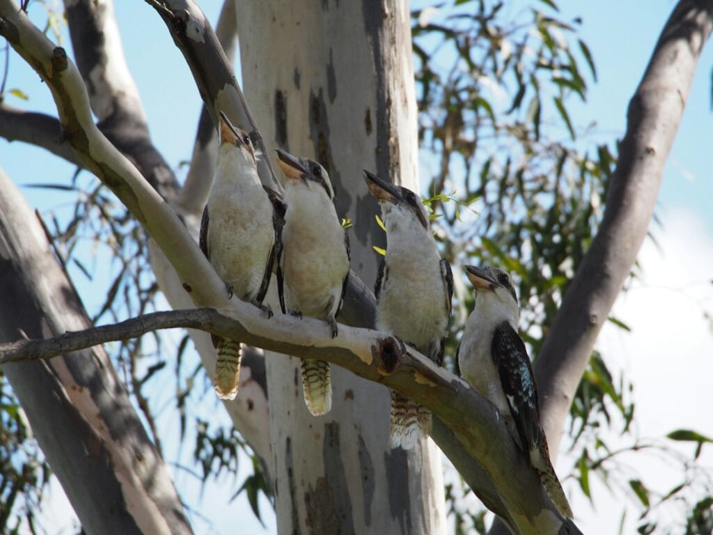 19 Reasons Not To Move To Australia In 2024 19 Four Kookaburras in a branch of a tree.