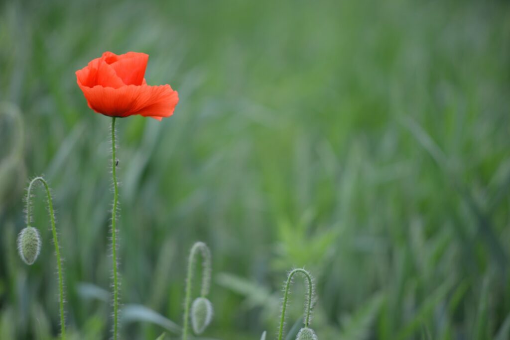 19 Reasons Not To Move To Australia In 2024 18 A red flower stands out of the grass.