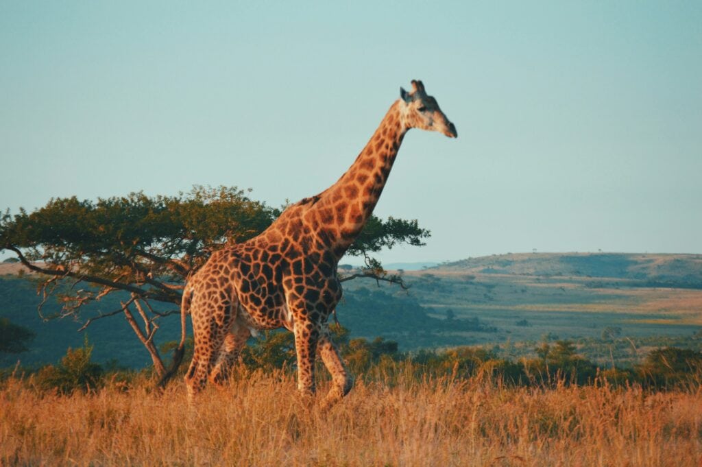 Top 17 Countries With Retirement Visas (2024 Guidelines) 17 A giraffe in the wilderness of South Africa.