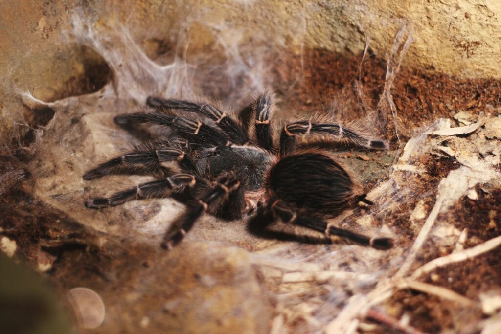 19 Reasons Not To Move To Australia In 2024 1 A tarantula on a rock.