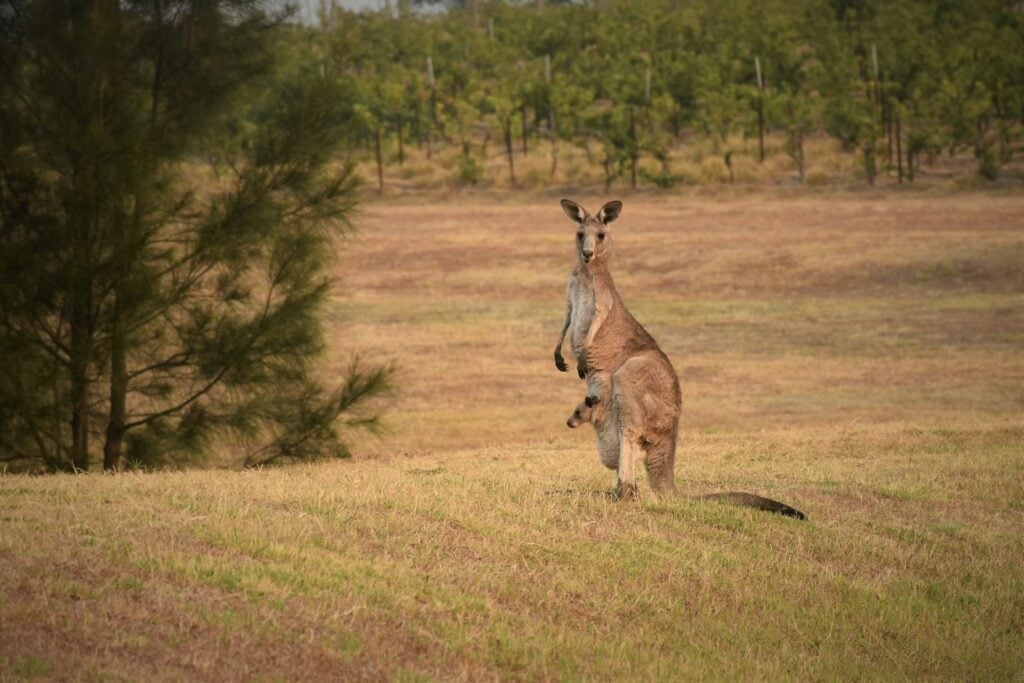 19 Reasons Not To Move To Australia In 2024 15 A kangaroo with a joey in her pocket in the wild.