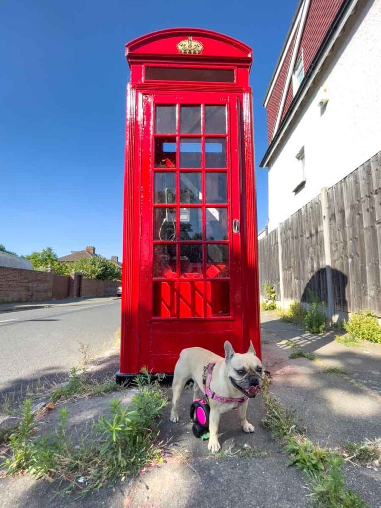 9 Easiest Jobs to Do While Traveling 2 trustedhousesitter whereintheworldis in london with lola