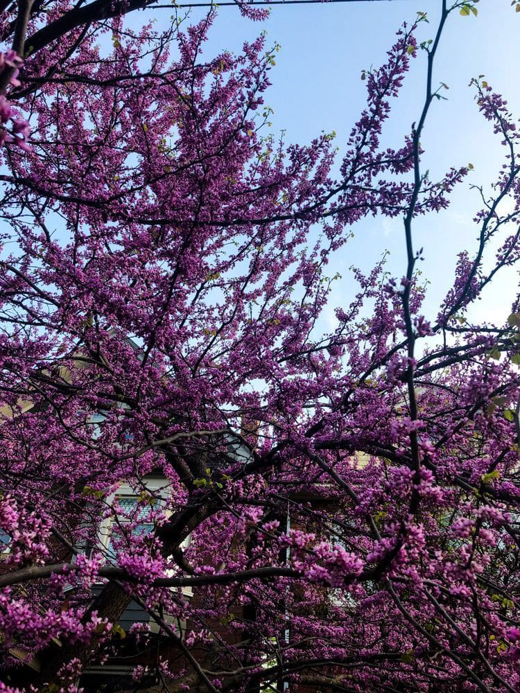 Best Time to Visit Toronto (A Month-By-Month Guide) 5 A close up view of pink cherry blossoms in High Park during spring in Toronto.