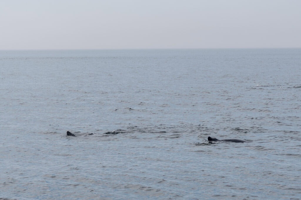 Whale Watching in Tadoussac: The Good, The Bad, The Wet 8 harbour seals st lawrence quebec