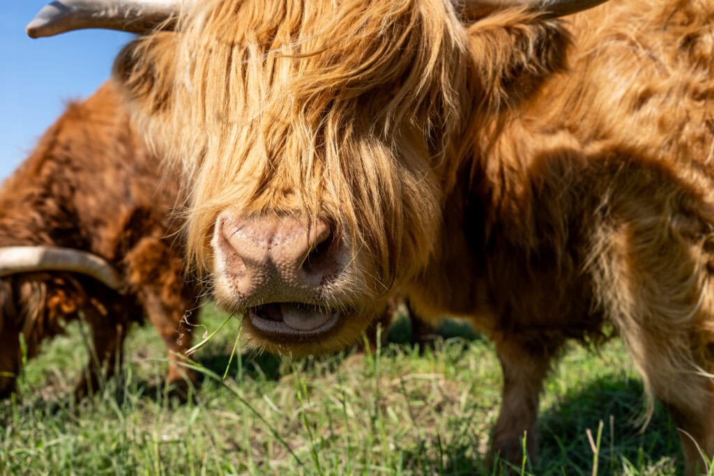 highland cow charlevoix le germain