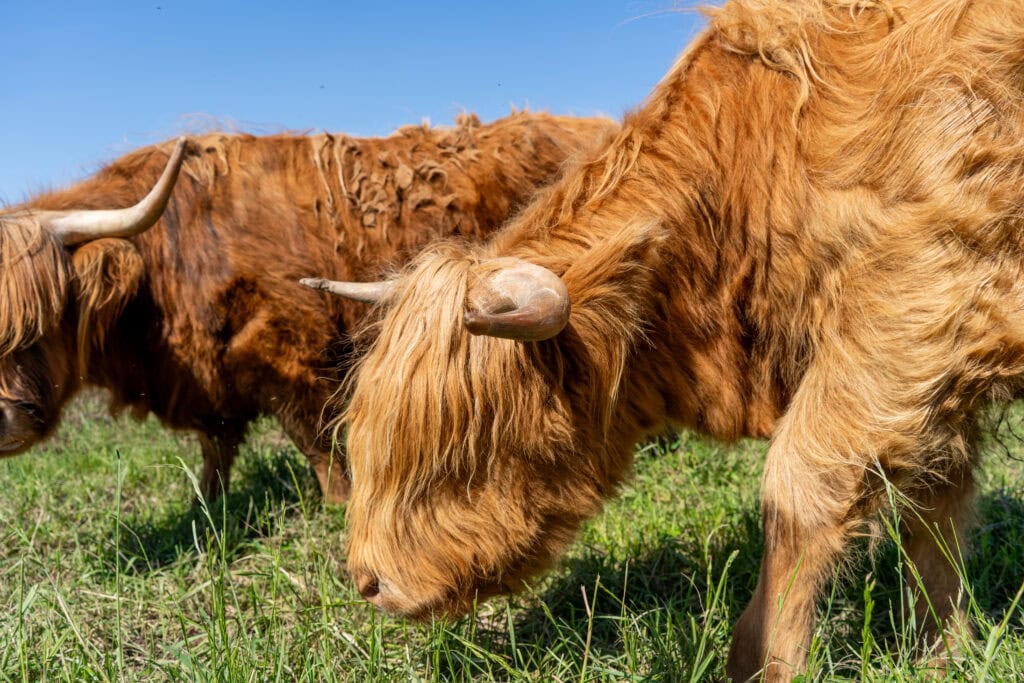 My 4 Day Charlevoix Itinerary to Recharge in Quebec 9 Two fluffy Highland cows with long horns and shaggy coats grazing on green grass under a clear sky. These friendly farm animals are a fun encounter near the Le Germain hotel.