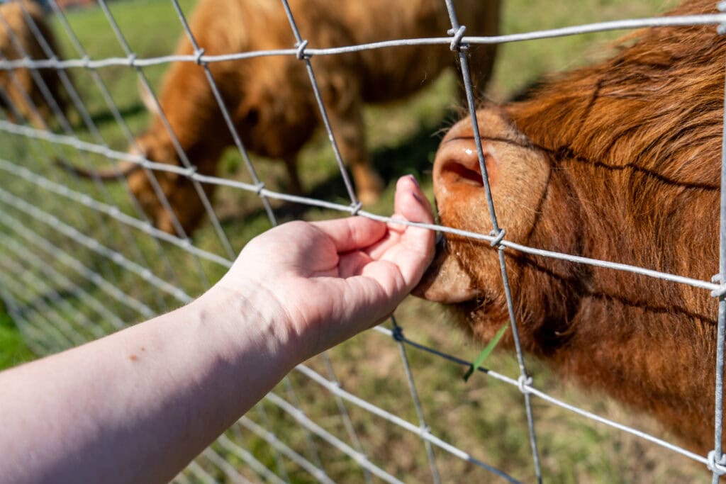 highland cow charlevoix le germain hand