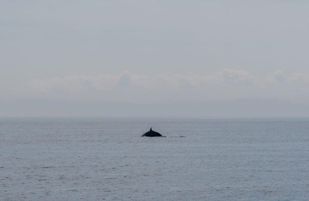 Whale Watching in Tadoussac: The Good, The Bad, The Wet 5 minke whale diving quebec
