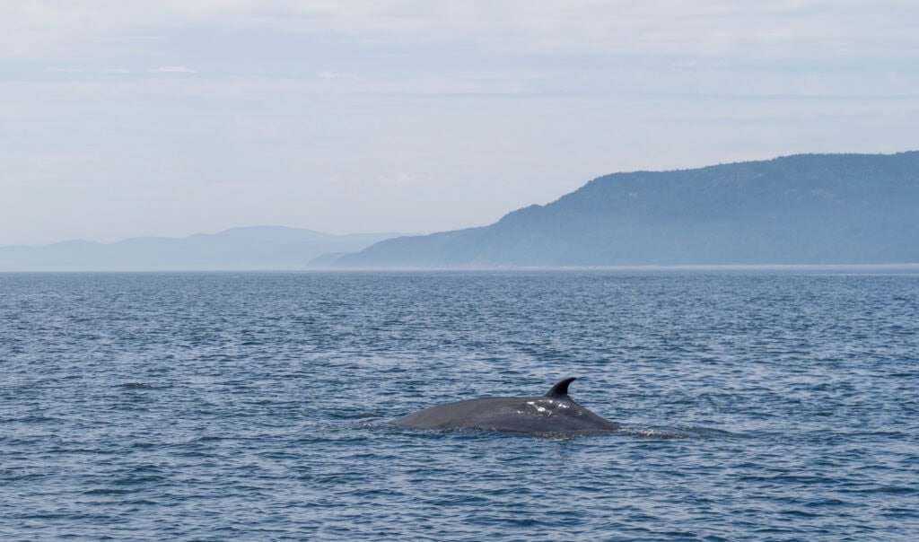 Whale Watching in Tadoussac: The Good, The Bad, The Wet 1 minke whale st lawrence quebec