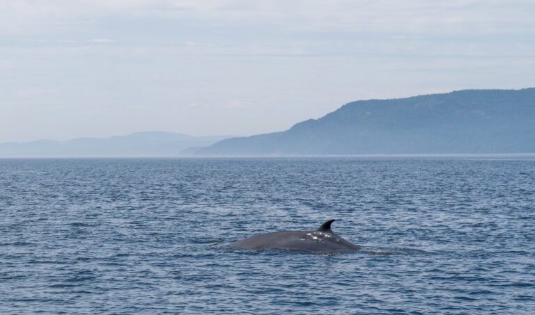 Whale Watching in Tadoussac: The Good, The Bad, The Wet 6 Whale Watching in Tadoussac: The Good, The Bad, The Wet