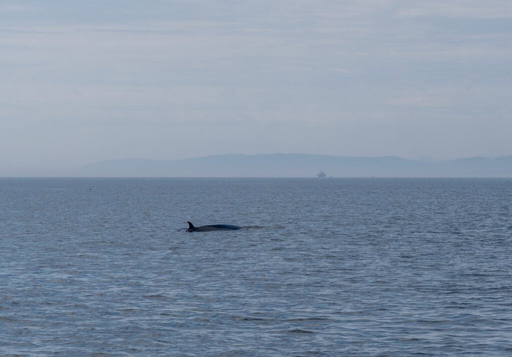 Whale Watching in Tadoussac: The Good, The Bad, The Wet 7 quebec whale watching minke 2