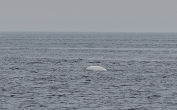 Whale Watching in Tadoussac: The Good, The Bad, The Wet 2 whale watching quebec beluga