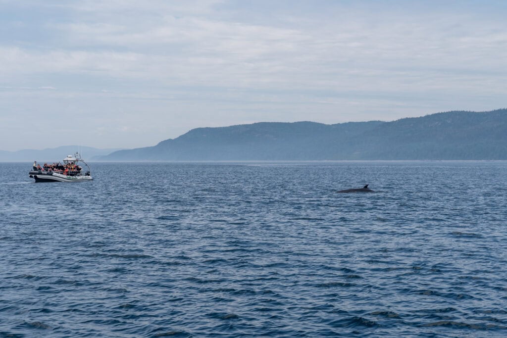 Whale Watching in Tadoussac: The Good, The Bad, The Wet 4 whale watching st lawrence quebec minke whale