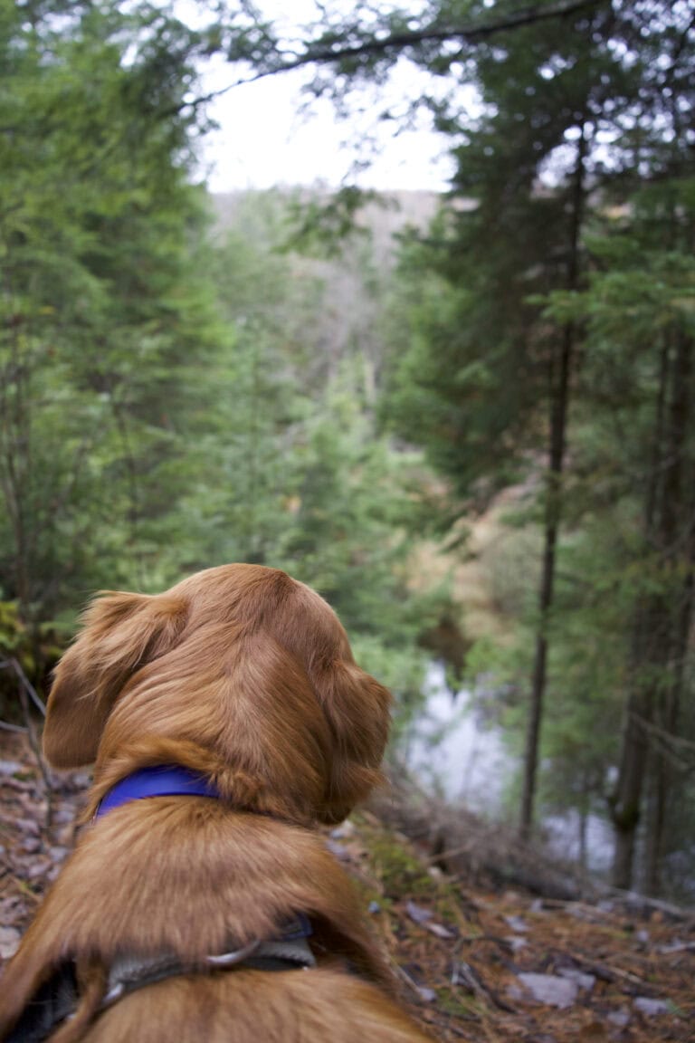 My Perfect 1 Day Huntsville, Ontario Itinerary